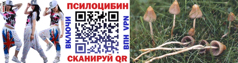 дарнет шоп  KRAKEN рабочий сайт  Галлюциногенные грибы Psilocybine cubensis  Магадан 